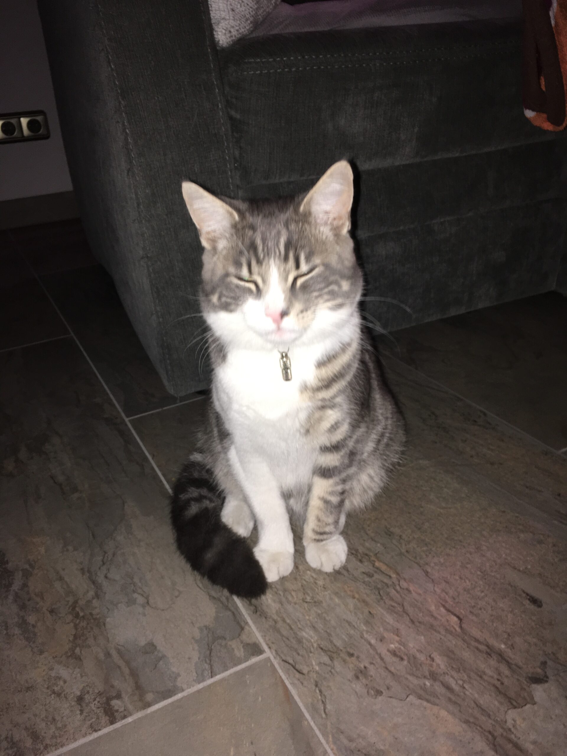 vermisste Katze Felix Elstra