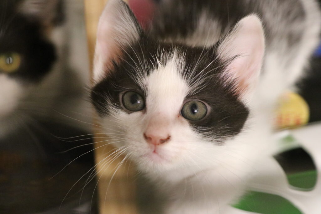 Katzenkind Melli Zuhause gesucht Tierheim Tierhoffnung