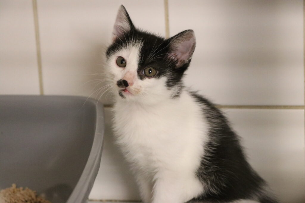 Katzenkind Krümel Zuhause gesucht Tierheim Tierhoffnung