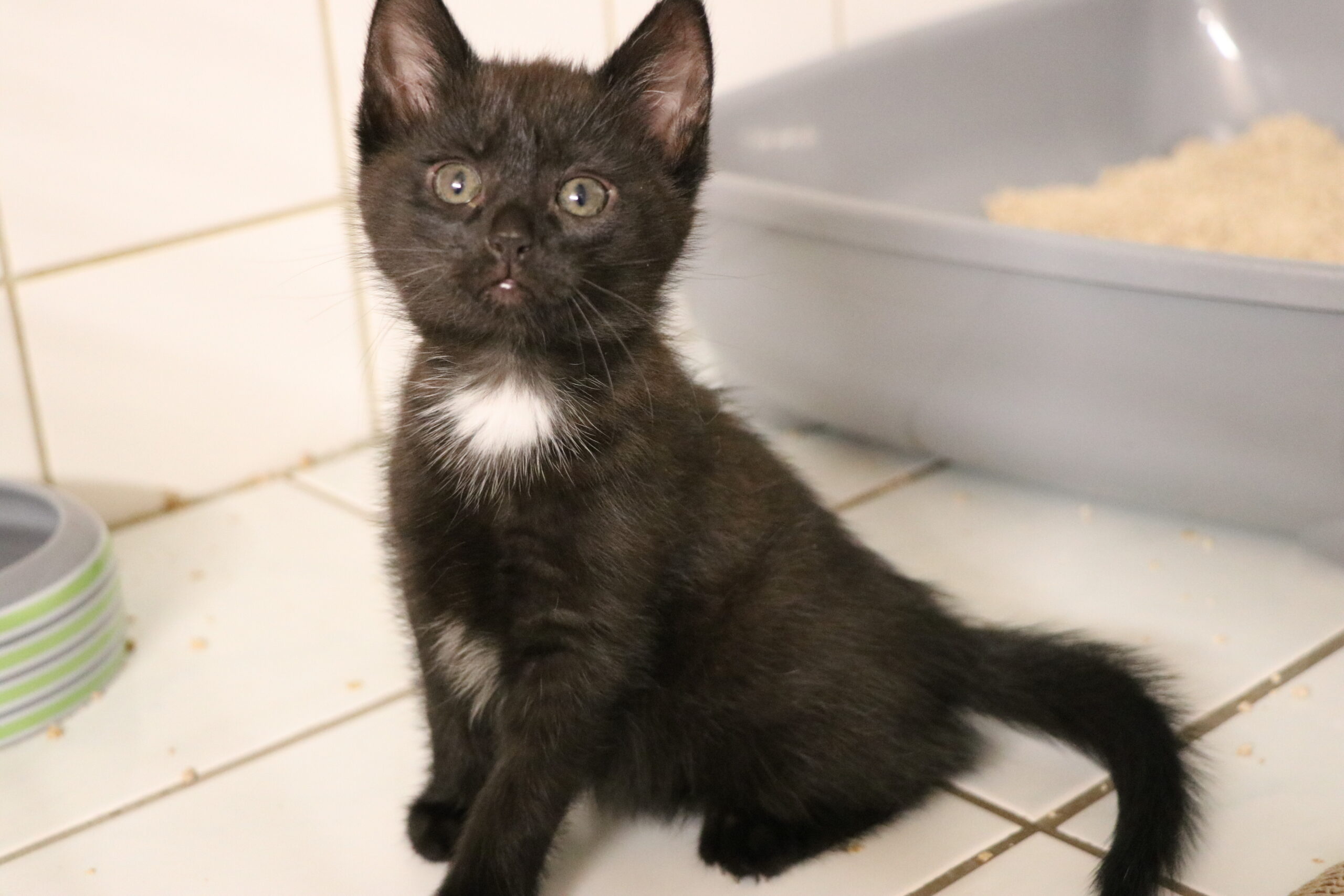 Nelly 7 Wochen alt Katzenkind Nelly Zuhause gesucht Tierheim Hoffnung für Tiere