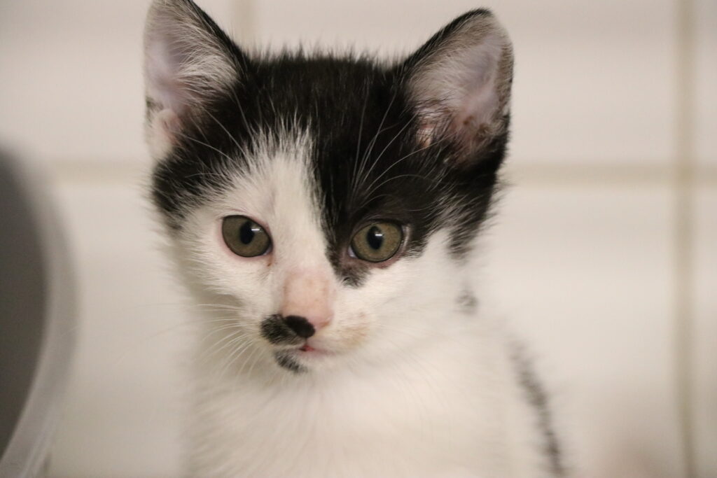Katzenkind Krümel Zuhause gesucht Tierheim Tierhoffnung