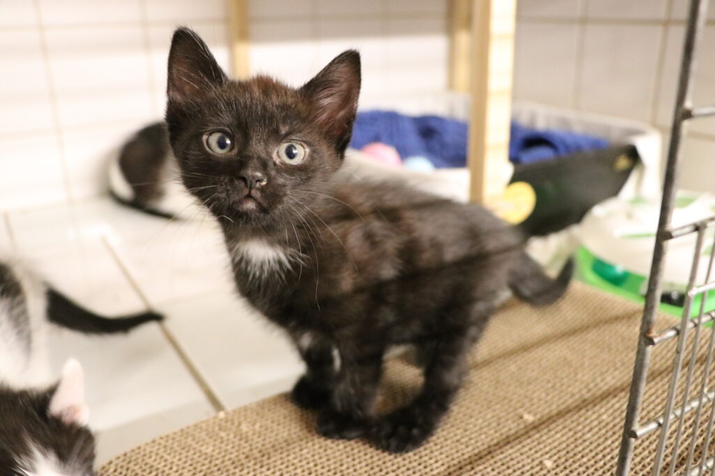 Katzenkind Morgana Zuhause gesucht Tierheim Hoffnung für Tiere