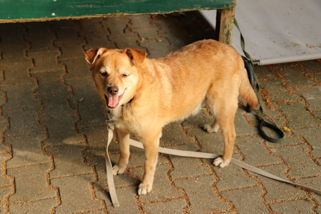 Hund Rudi Zuhause gesucht Tierheim Hoffnung für Tiere