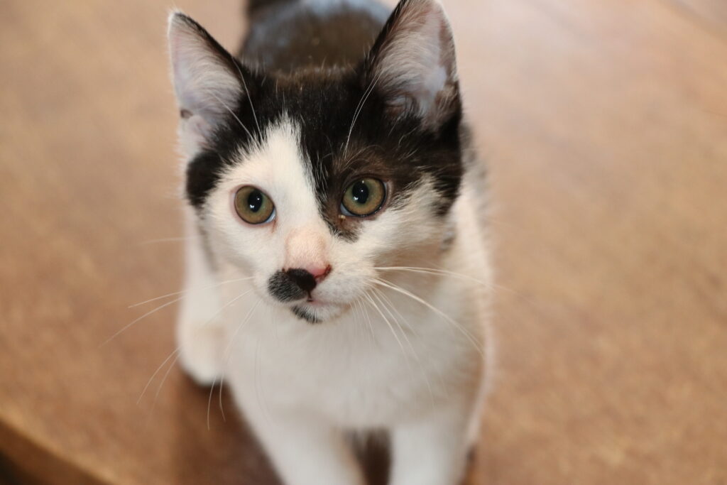 Katze Krümel Katzenkind Zuhause gesucht Tierhoffnung