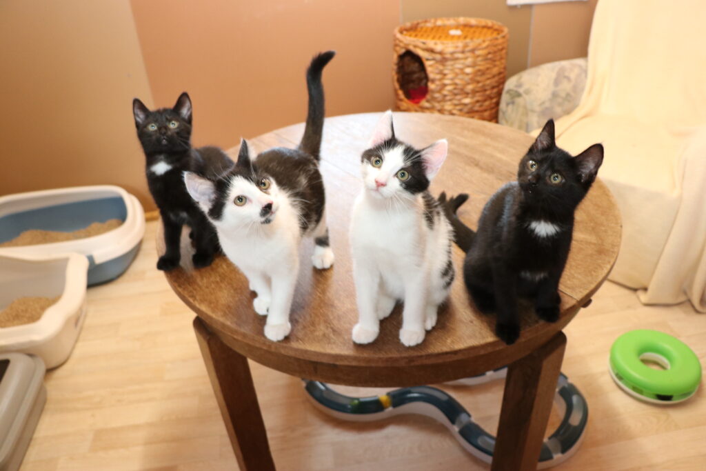 Katze Melli Katzenkind Zuhause gesucht Tierhoffnung