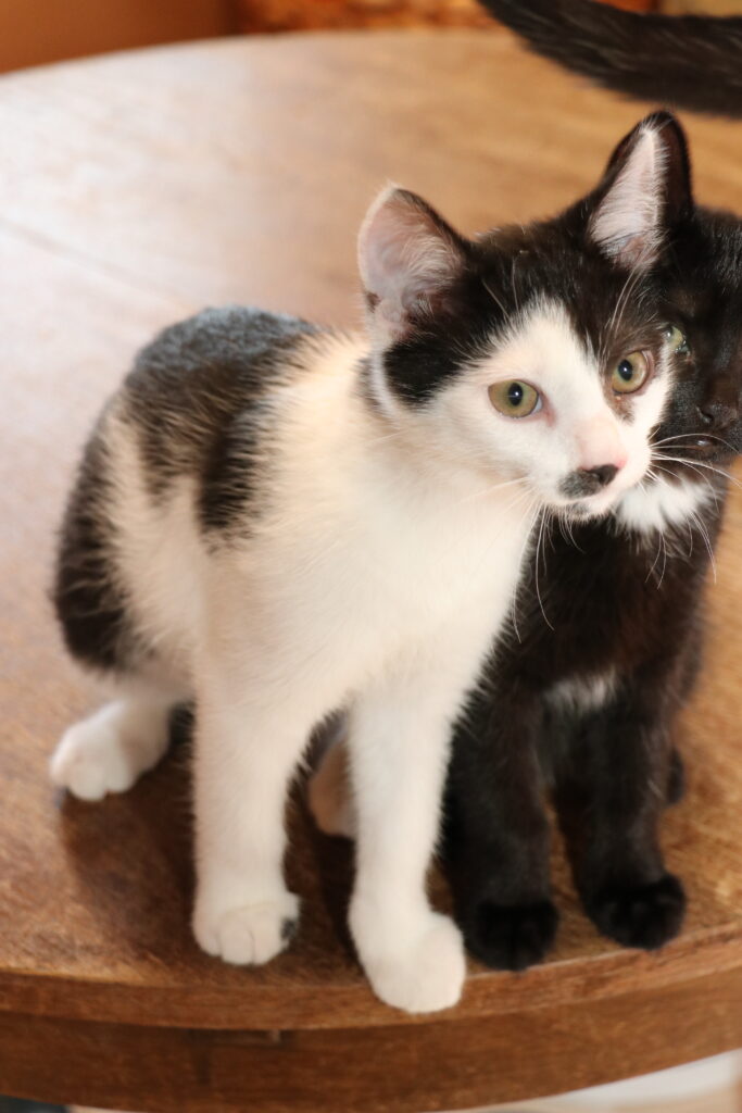 Katze Krümel Katzenkind Zuhause gesucht Tierhoffnung