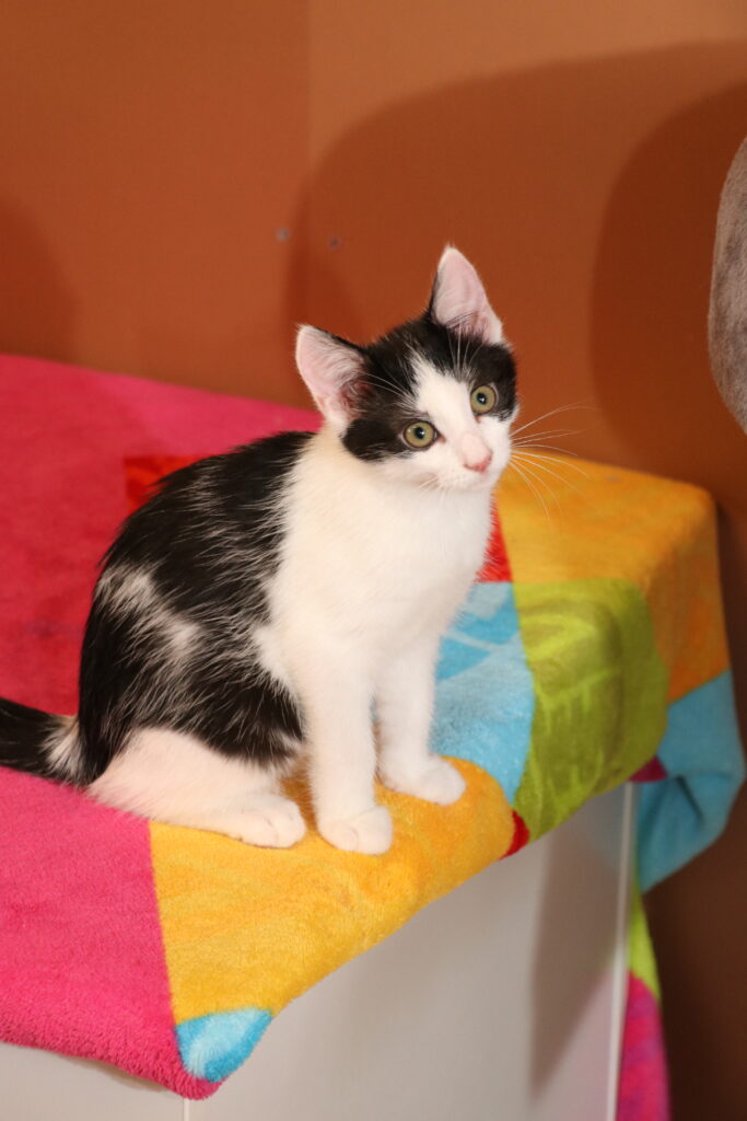 Katzenkind Melli Zuhause gesucht Tierheim Tierhoffnung