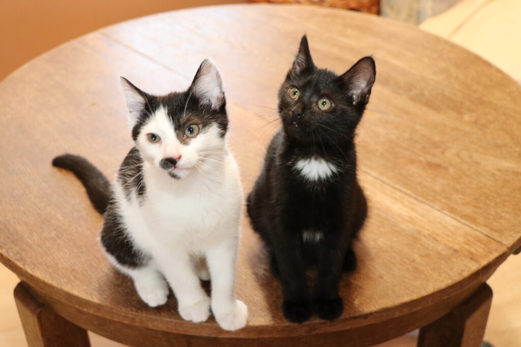 Katze Krümel Katzenkind Zuhause gesucht Tierhoffnung