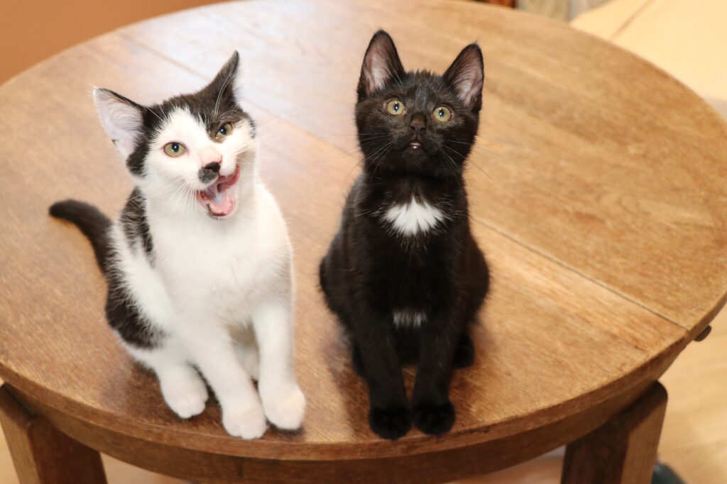 Katzenkind Morgana Zuhause gesucht Tierheim Hoffnung für Tiere
