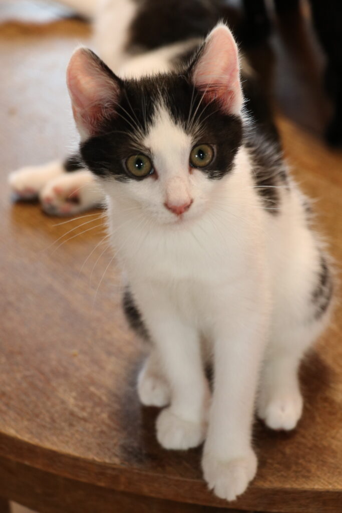 Katzenkind Melli Zuhause gesucht Tierheim Tierhoffnung