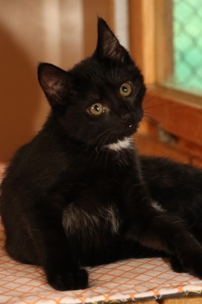 Katzenkind Nelly Zuhause gesucht Tierheim Hoffnung für Tiere