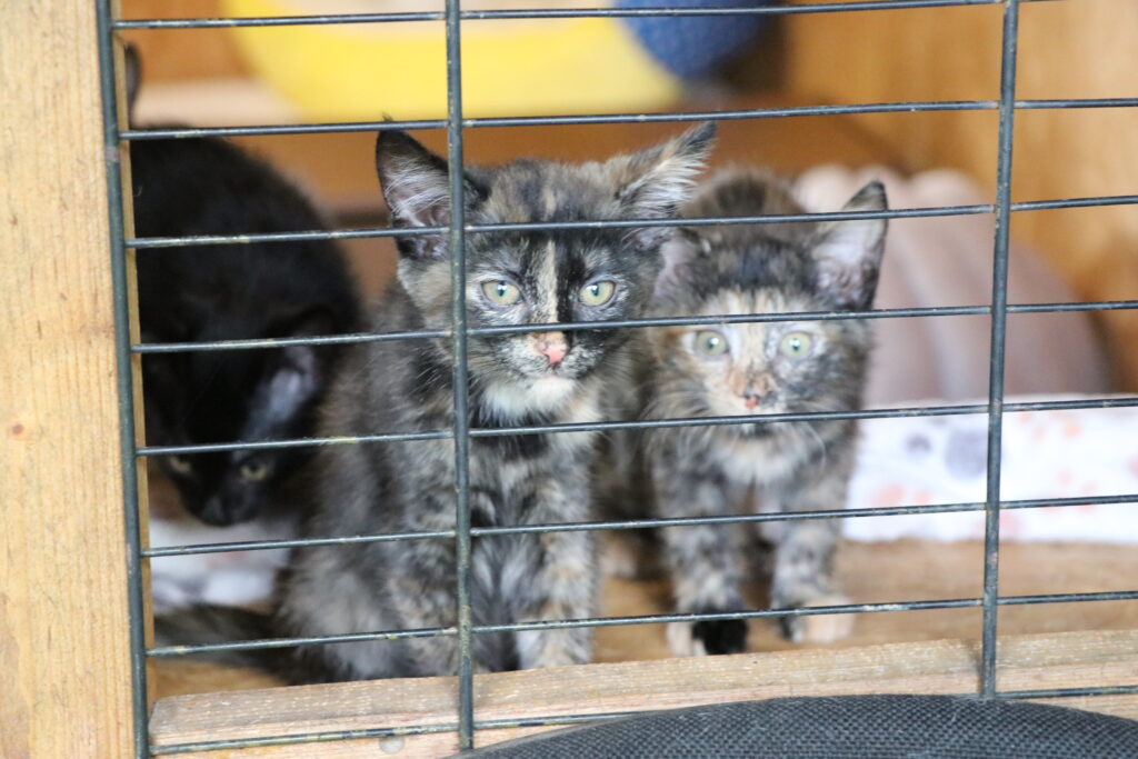 Katze Angel Zuhause gesucht Tierheim Hoffnung für Tiere
