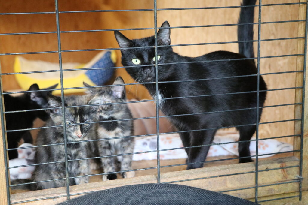 Katze Gogo Zuhause gesucht Tierheim Tierhoffnung