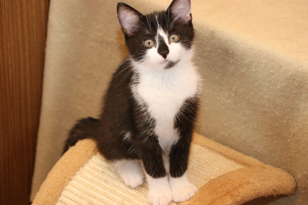 Katze Fee Zuhause gesucht Tierheim Hoffnung für Tiere