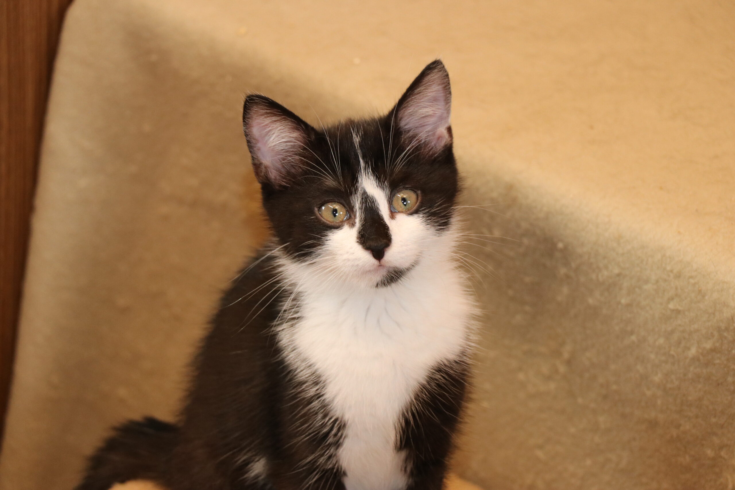 Katze Fee Zuhause gesucht Tierheim Hoffnung für Tiere