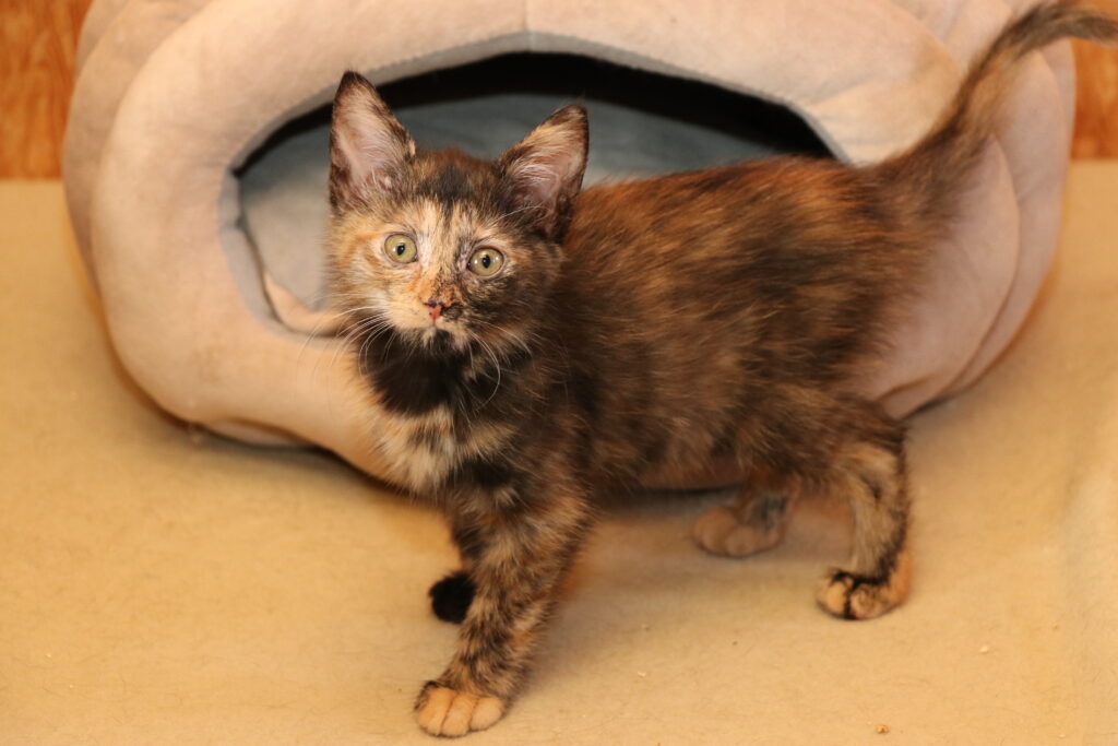 Katze Mimi Zuhause gesucht Tierheim Tierhoffnung