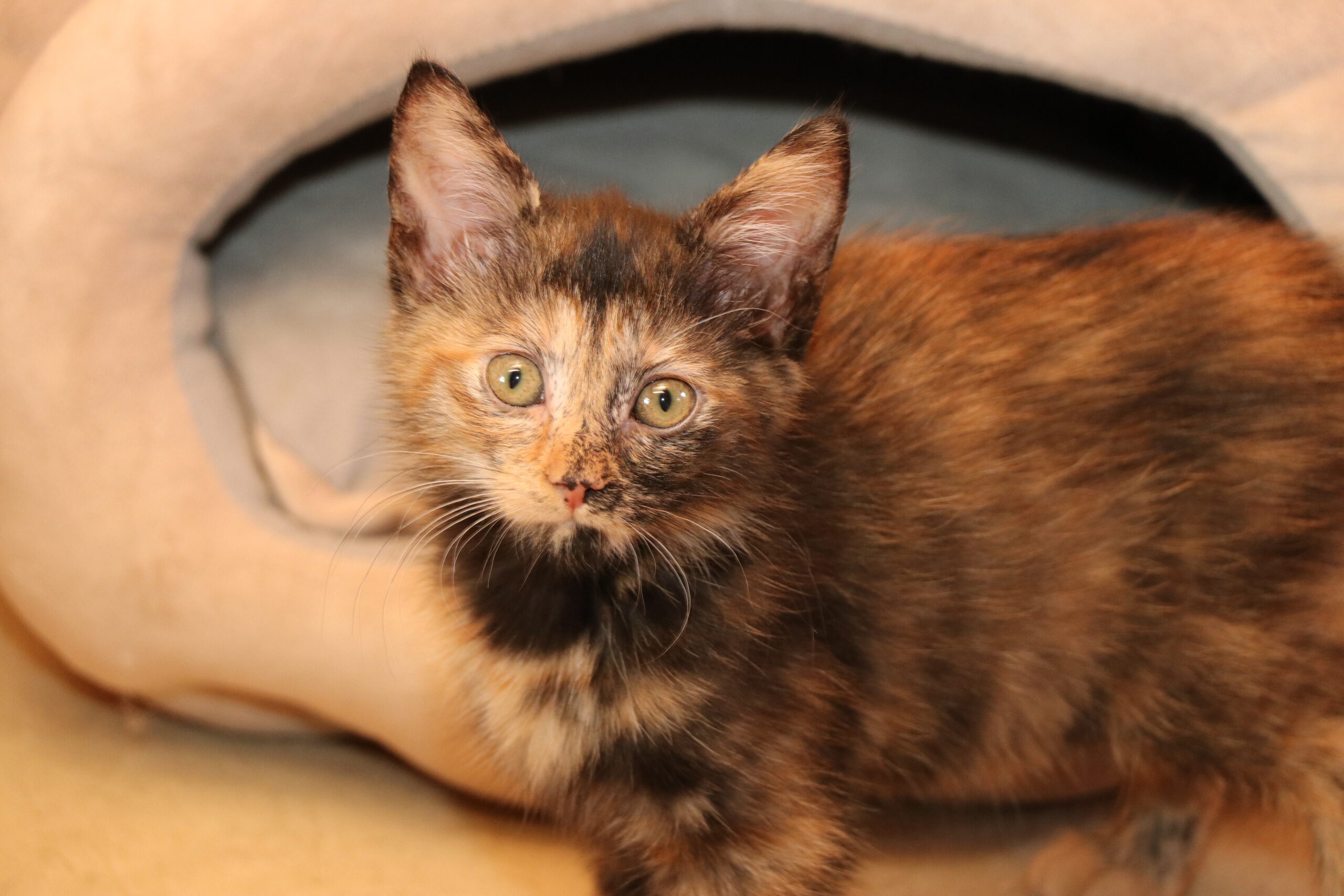 Katze Mimi Zuhause gesucht Tierheim Hoffnung für Tiere
