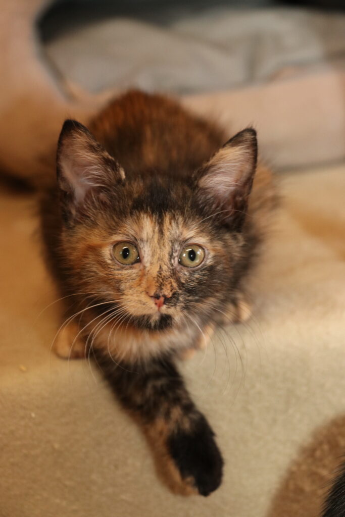 Katze Mimi Zuhause gesucht Tierheim Tierhoffnung