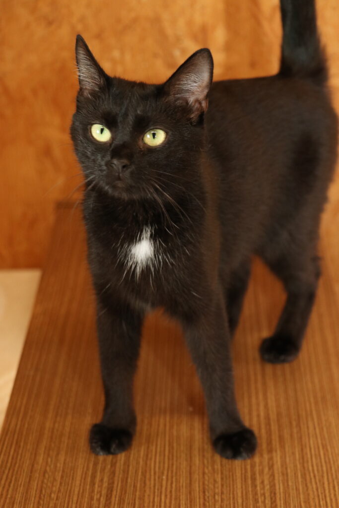 Katze Gogo Zuhause gesucht Tierheim Tierhoffnung