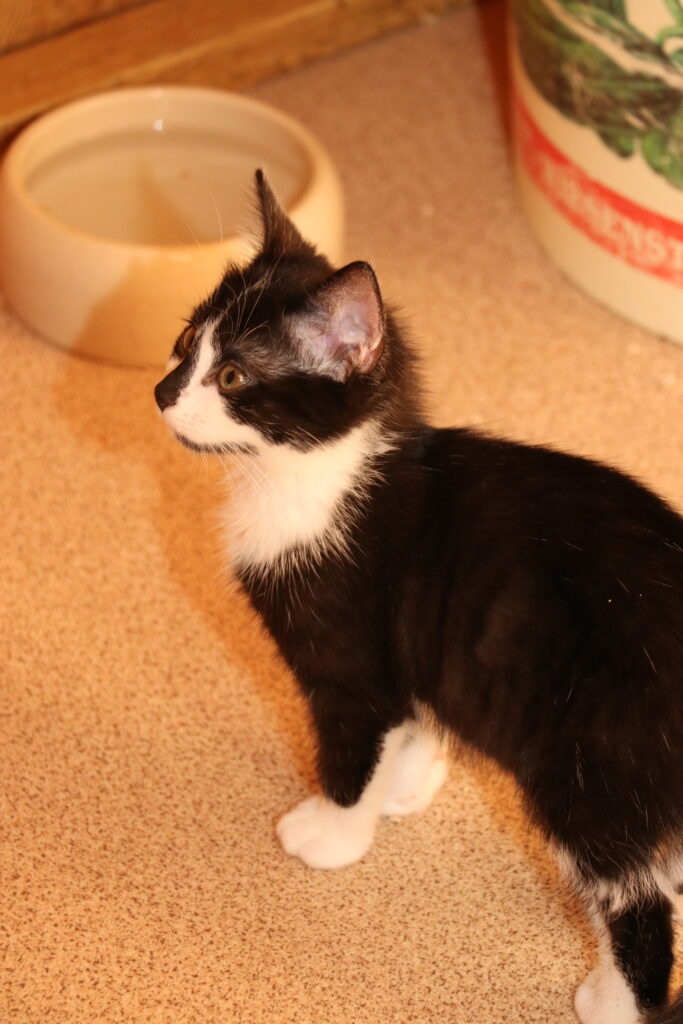 Katze Fee Zuhause gesucht Tierheim Hoffnung für Tiere