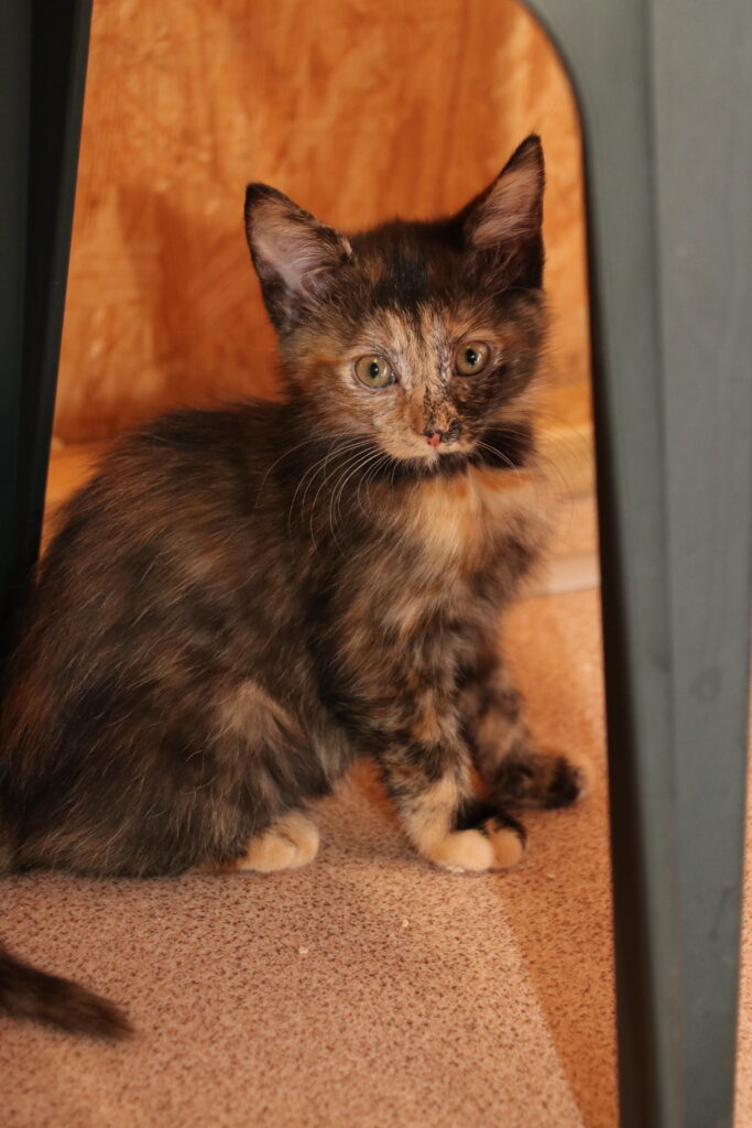 Katze Mimi Zuhause gesucht Tierheim Hoffnung für Tiere