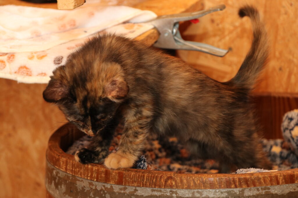 Katze Angel Zuhause gesucht Tierheim Hoffnung für Tiere