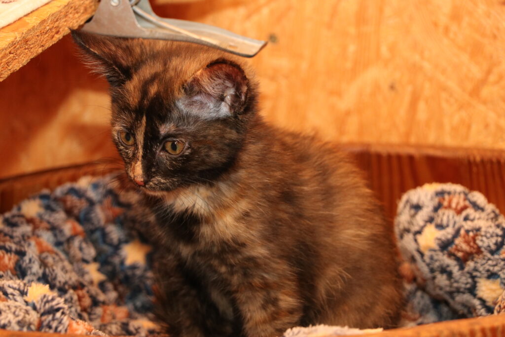 Katze Angel Zuhause gesucht Tierheim Hoffnung für Tiere