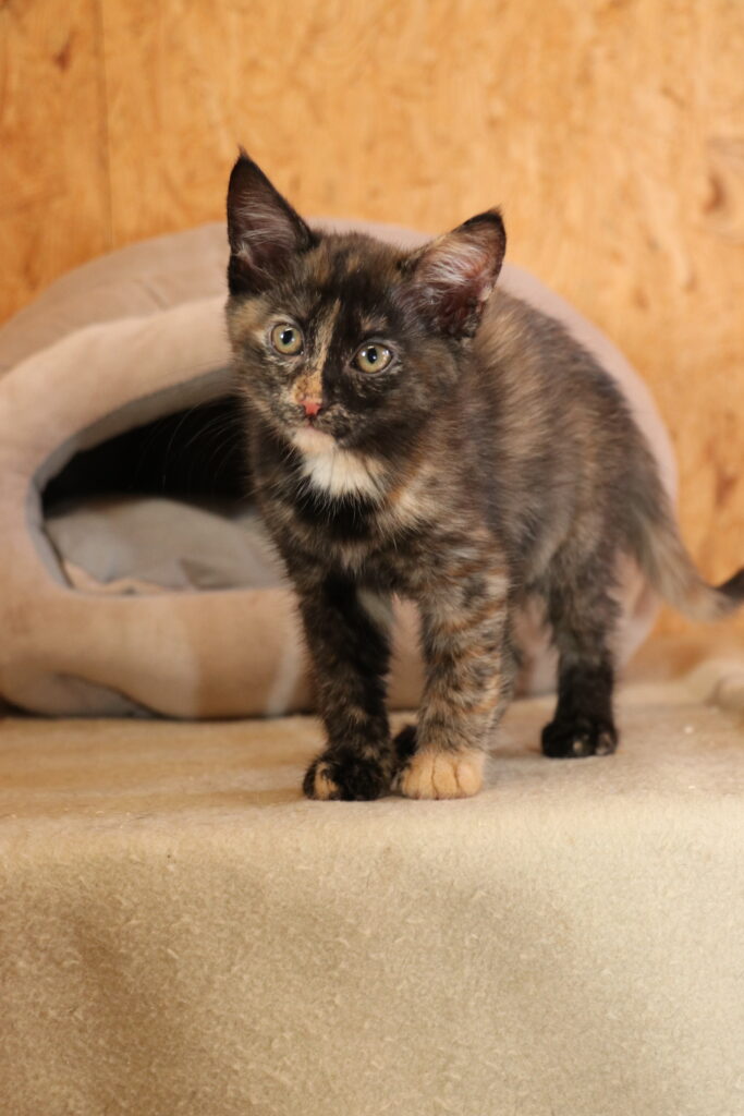 Katze Angel Zuhause gesucht Tierheim Hoffnung für Tiere