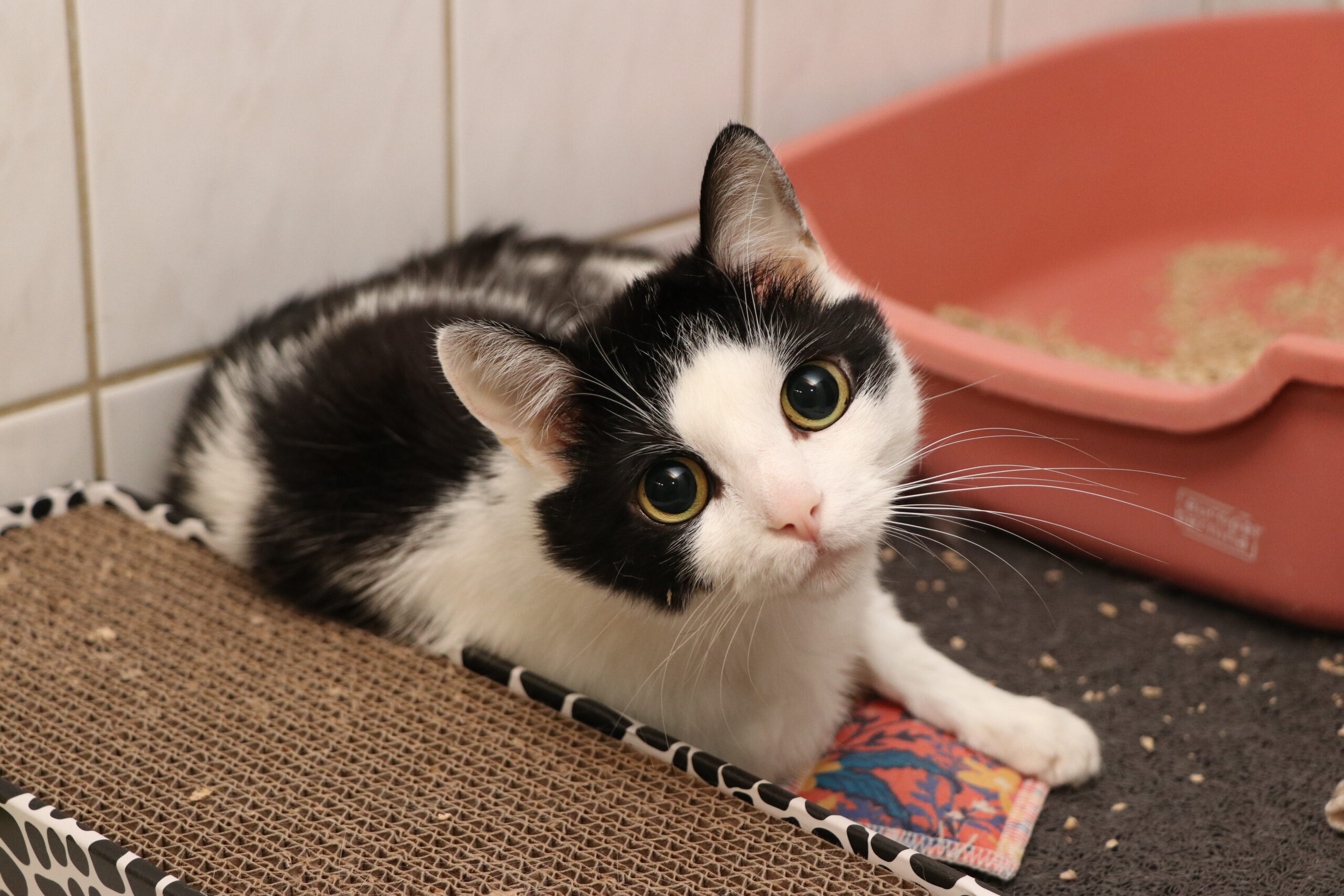 Kater Mutlich Zuhause gesucht Tierheim Hoffnung für Tiere