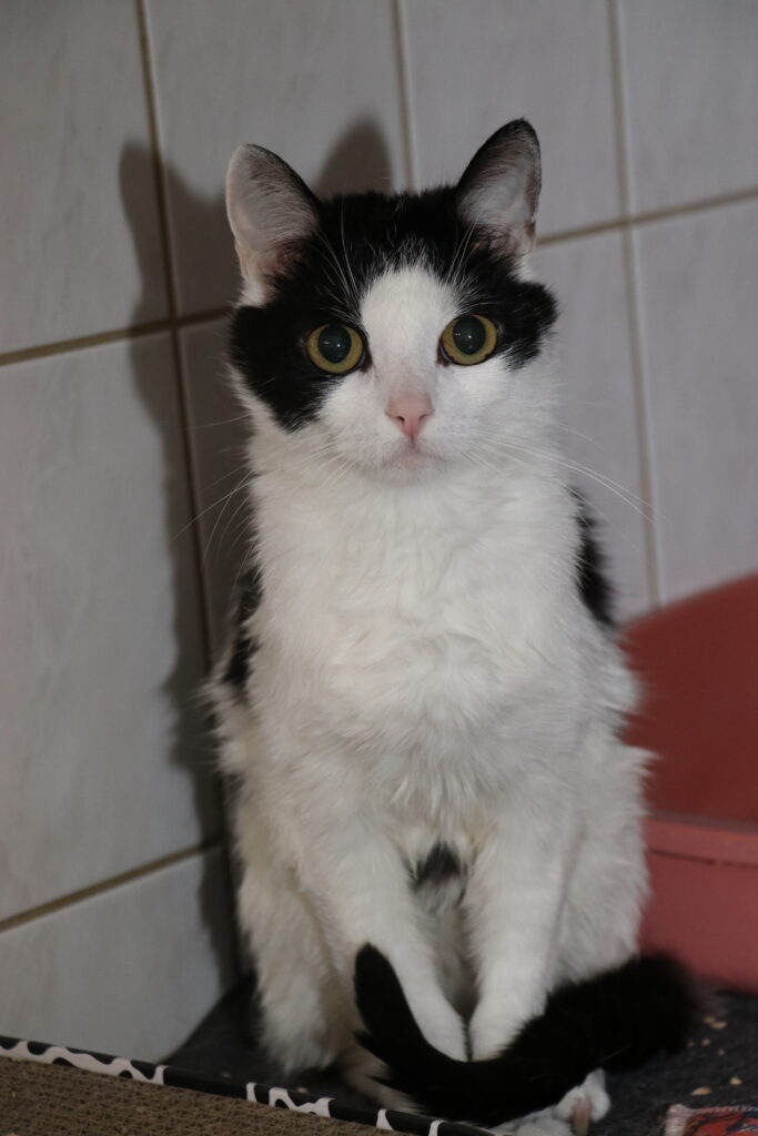Kater Mutlich Zuhause gesucht Tierheim Hoffnung für Tiere