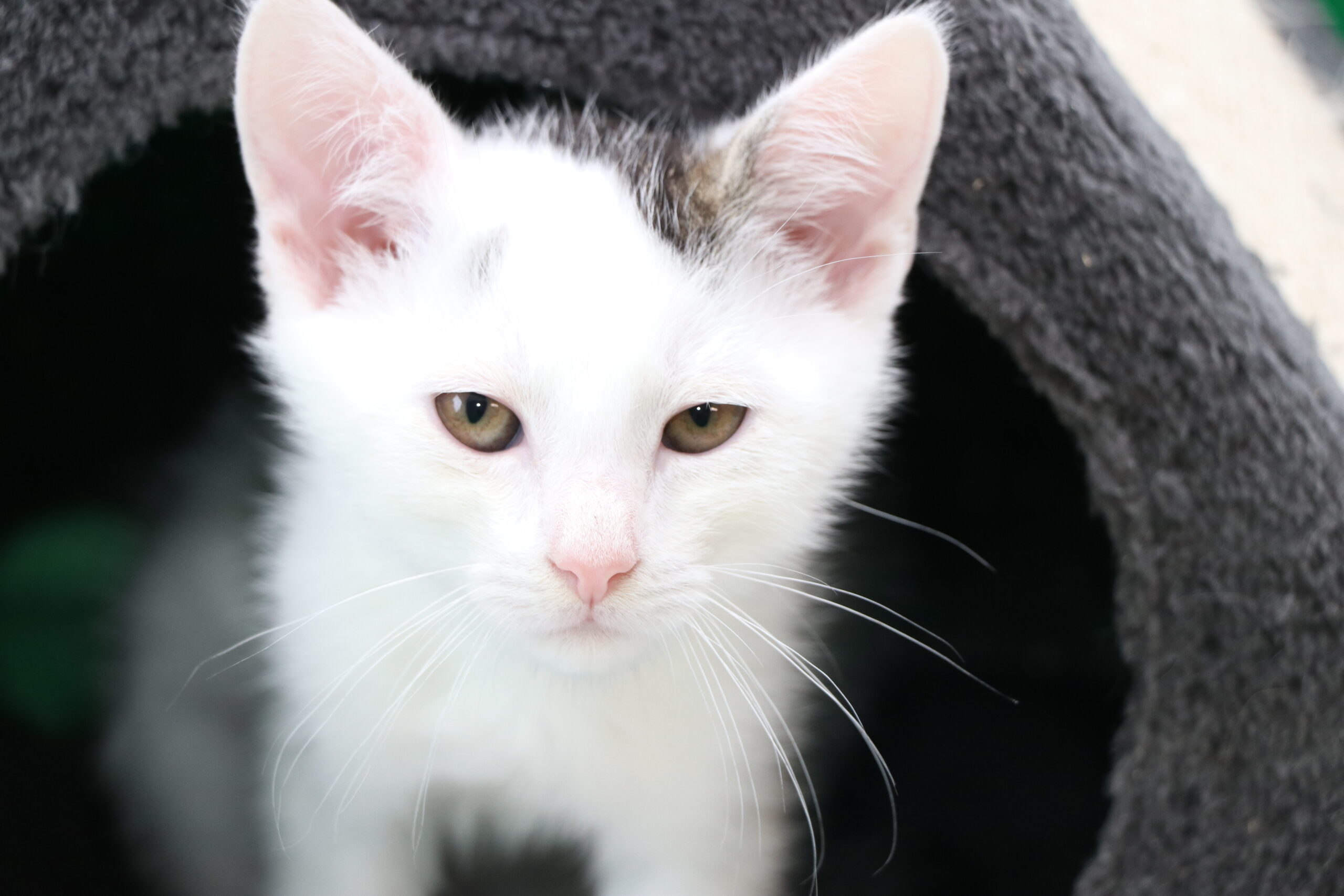 Kater Rey Zuhause gesucht Tierheim Hoffnung für Tiere