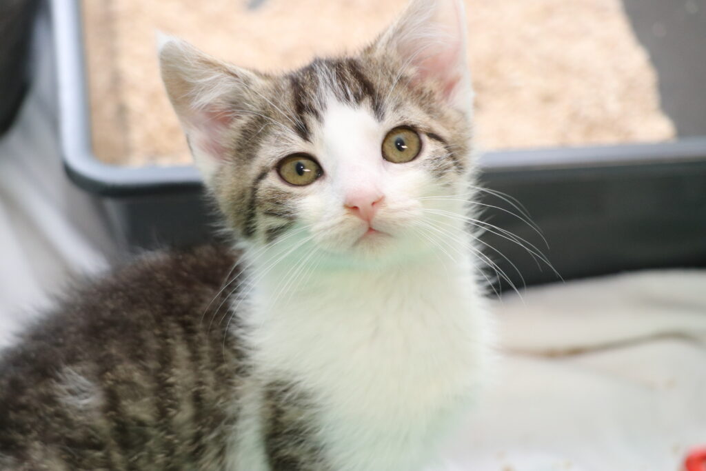 Kater Cody Zuhause gesucht Tierheim Hoffnung für Tiere
