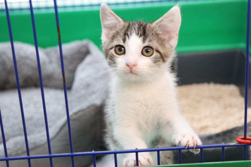 Katze Cody Zuhause gesucht Tierheim Hoffnung für Tiere