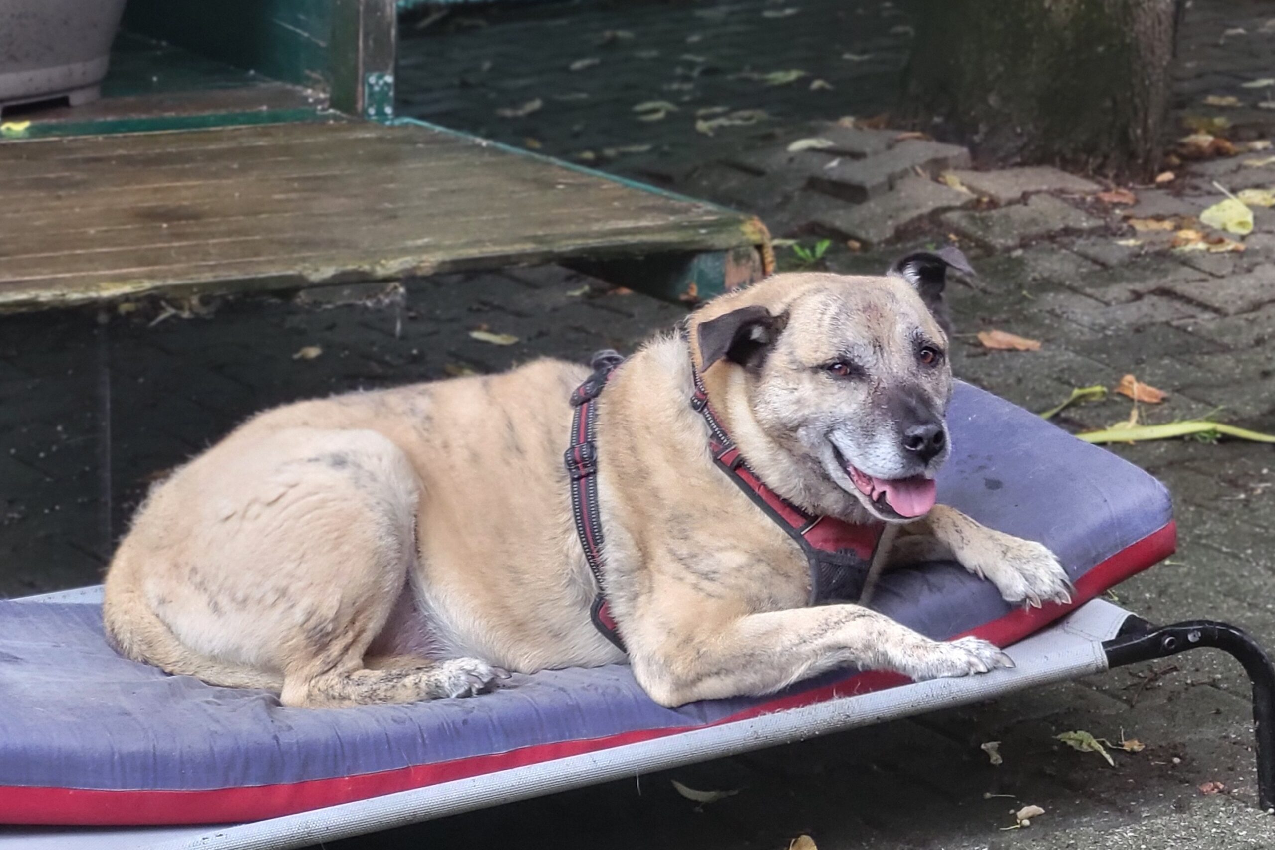 Hund Randolf Zuhause gesucht Tierheim Hoffnung für Tiere