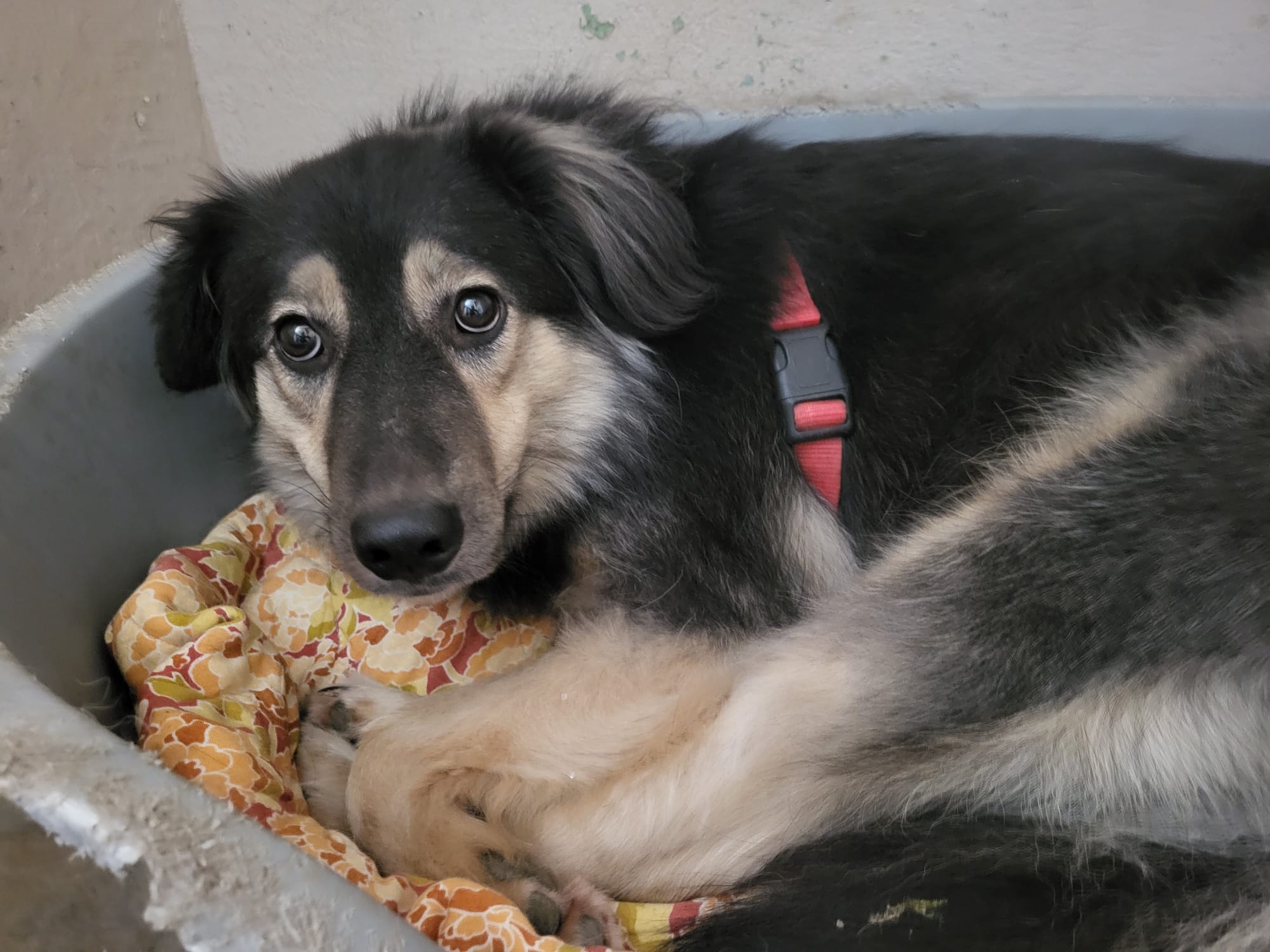 Hund Fiona Zuhause gesucht Tierheim Tierhoffnung