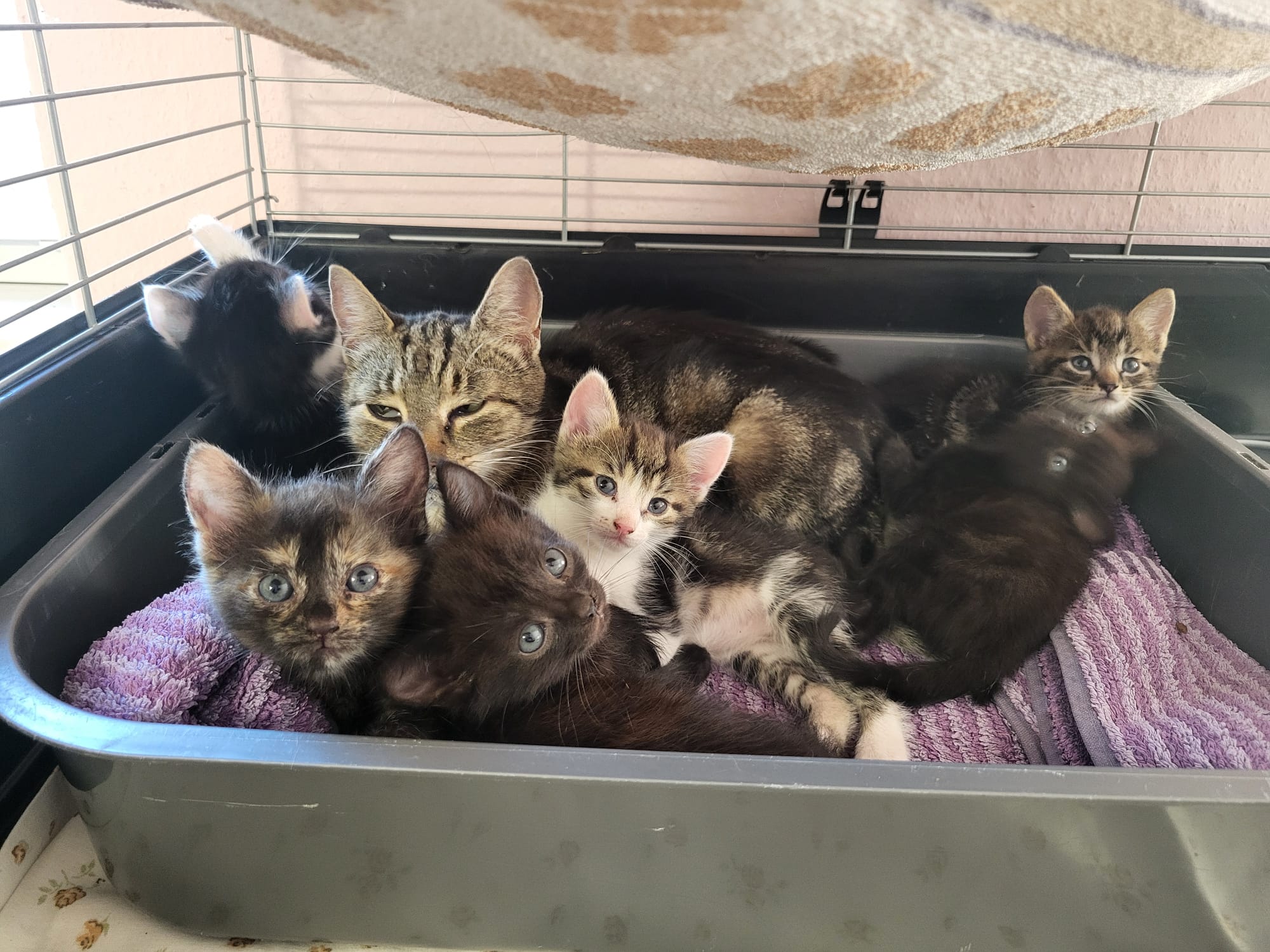 Katzenmutti mit Kitten Tierheim Hoffnung für Tiere