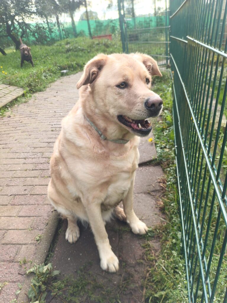 Hund Asko Zuhause gesucht Tierheim Hoffnung für Tiere