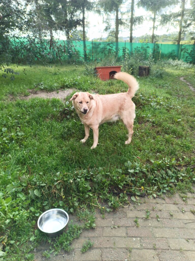 Hund Asko Zuhause gesucht Tierheim Hoffnung für Tiere