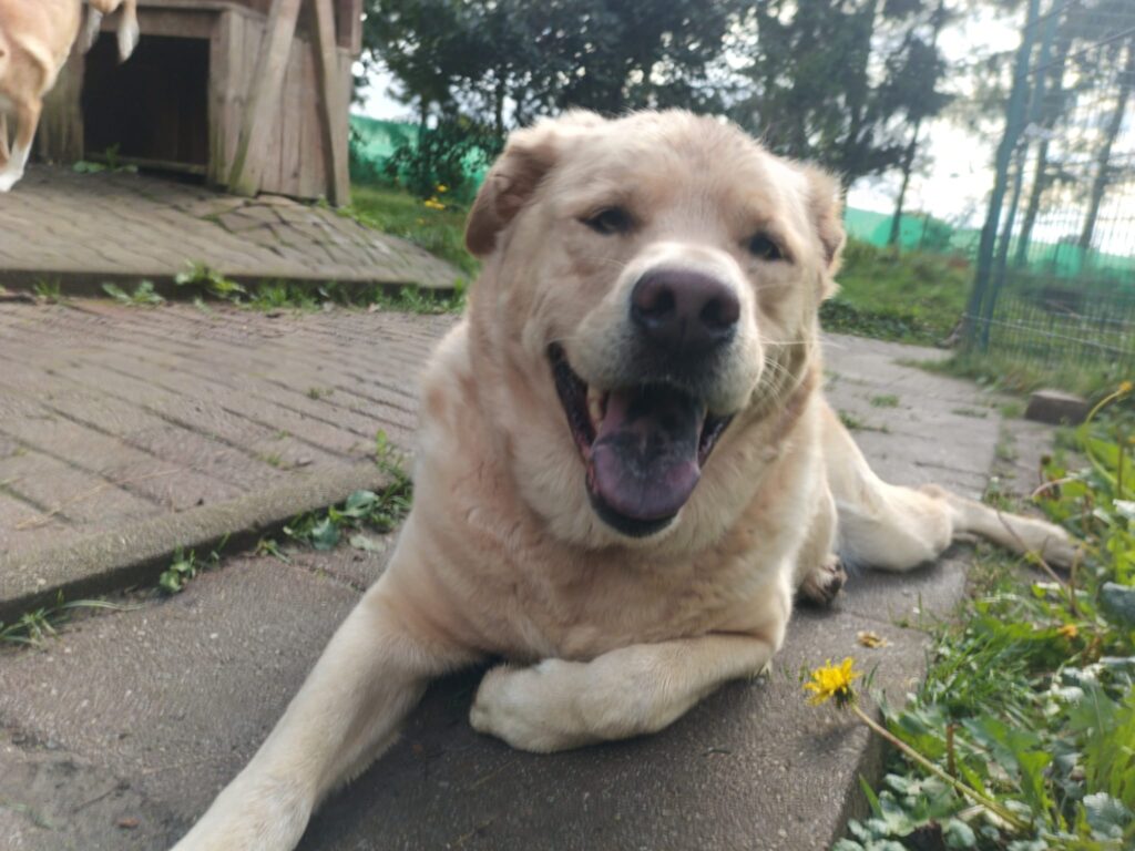 Hund Asko Zuhause gesucht Tierheim Hoffnung für Tiere