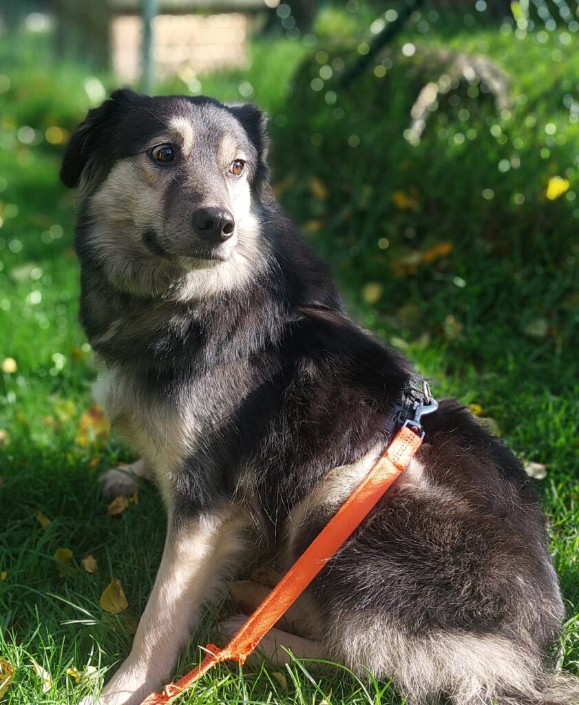 Hund Fiona Zuhause gesucht Tierheim Hoffnung für Tiere