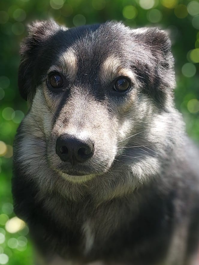Hund Fiona Zuhause gesucht Tierheim Hoffnung für Tiere