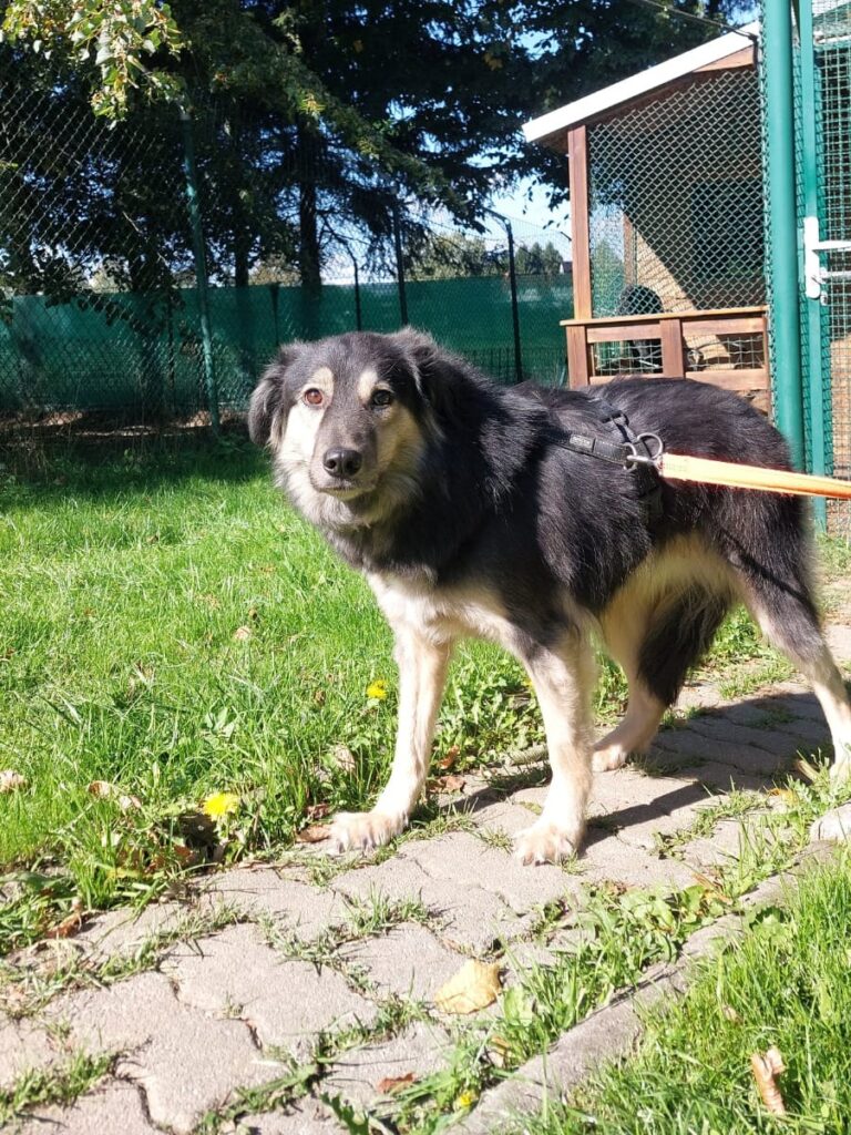 Hund Fiona Zuhause gesucht Tierheim Hoffnung für Tiere