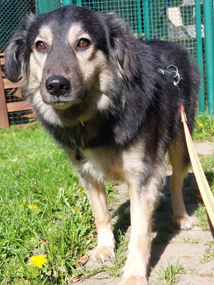 Hund Fiona Zuhause gesucht Tierheim Hoffnung für Tiere