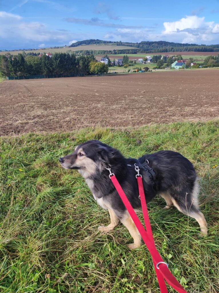 Hund Fiona Zuhause gesucht Tierheim Hoffnung für Tiere