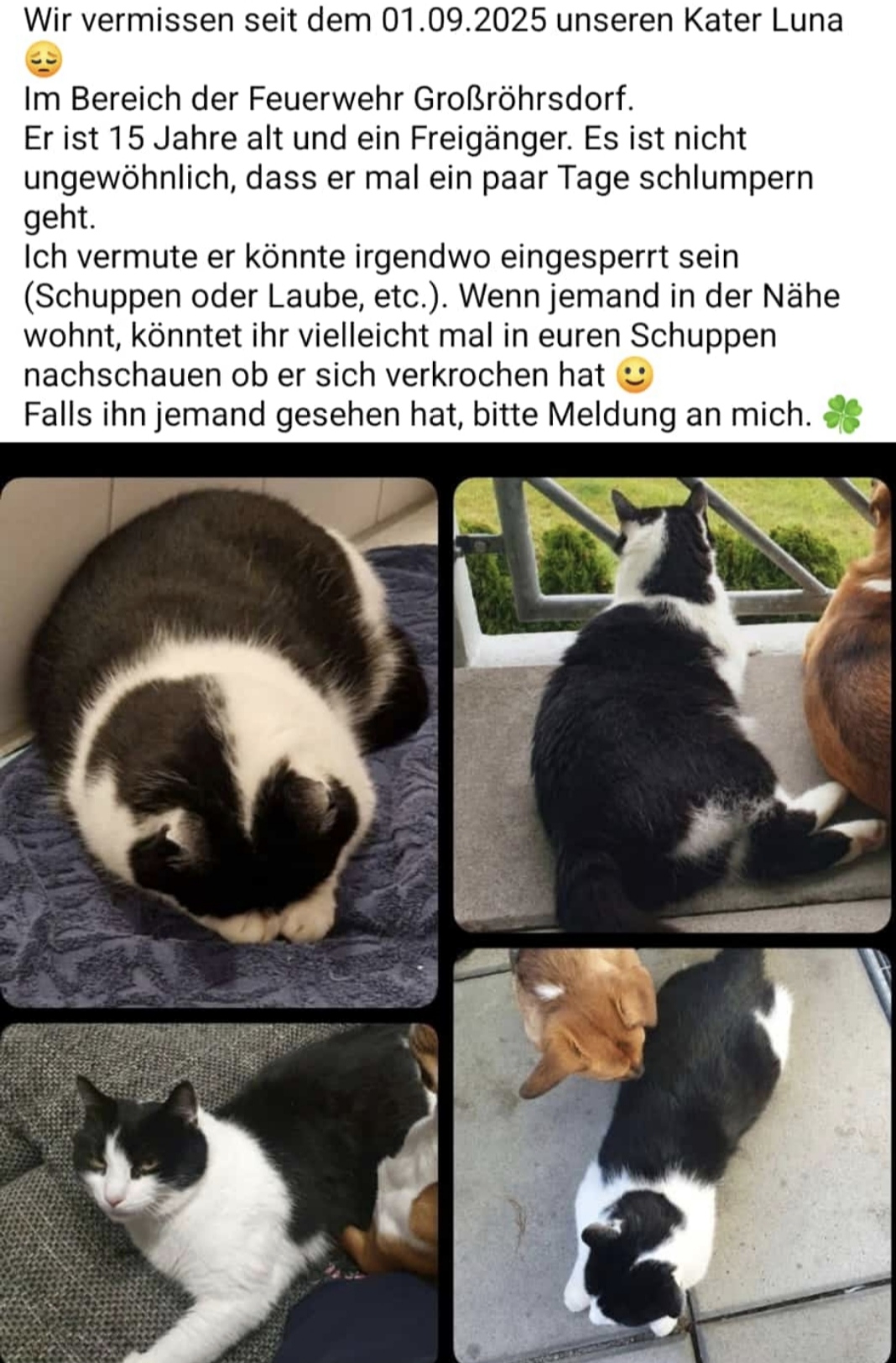 Kater vermisst Großröhrsdorf
