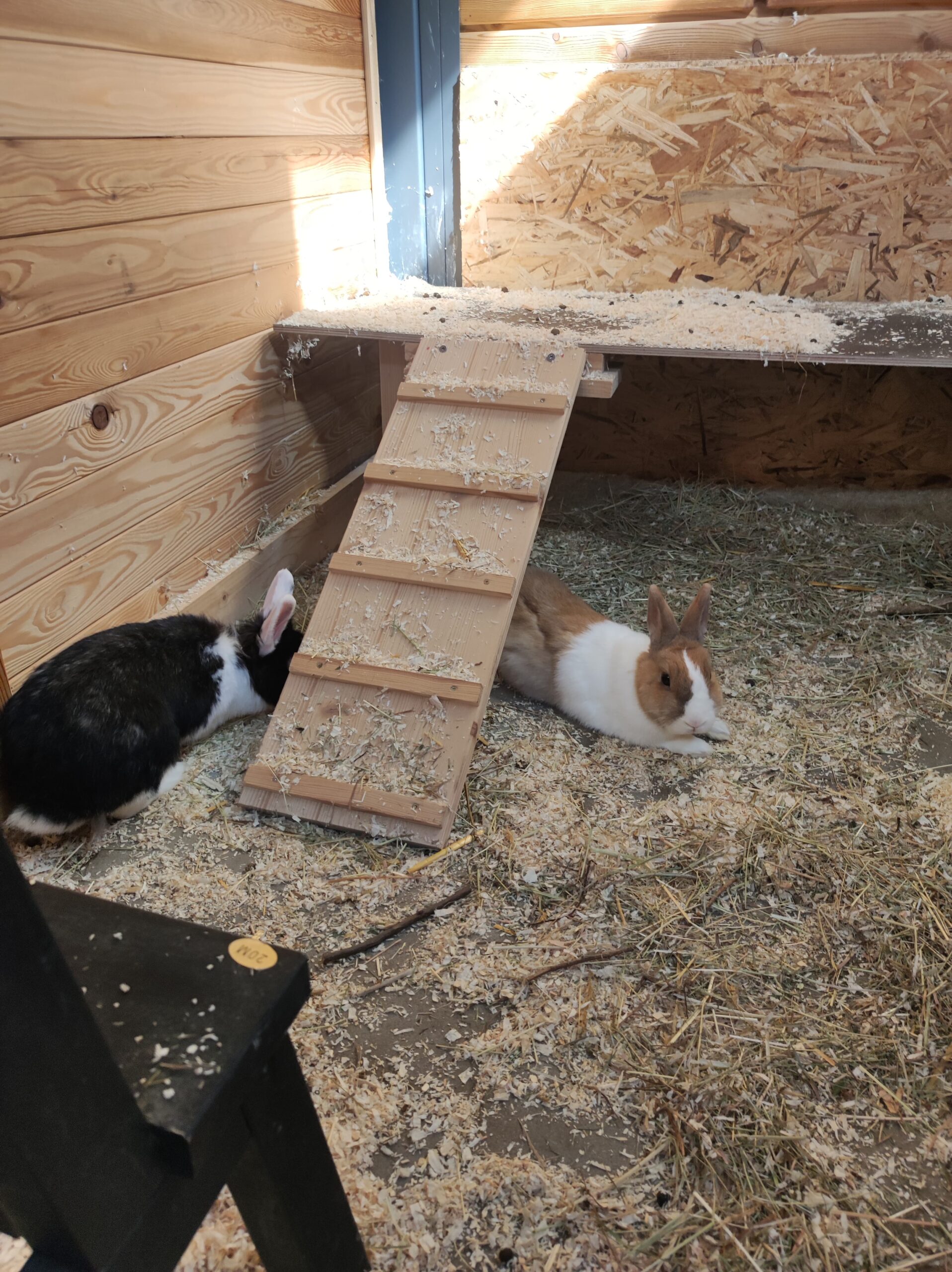 Milly im neuen Zuhause