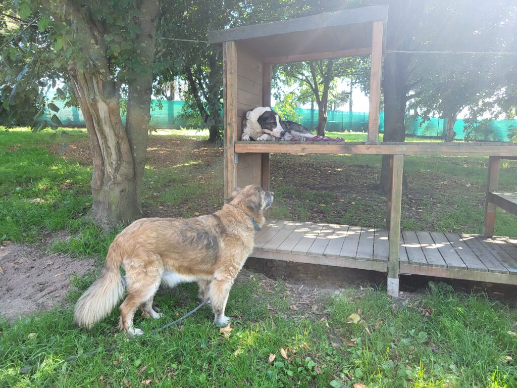 Hund Babuszka Zuhause gesucht Tierheim Hoffnung für Tiere