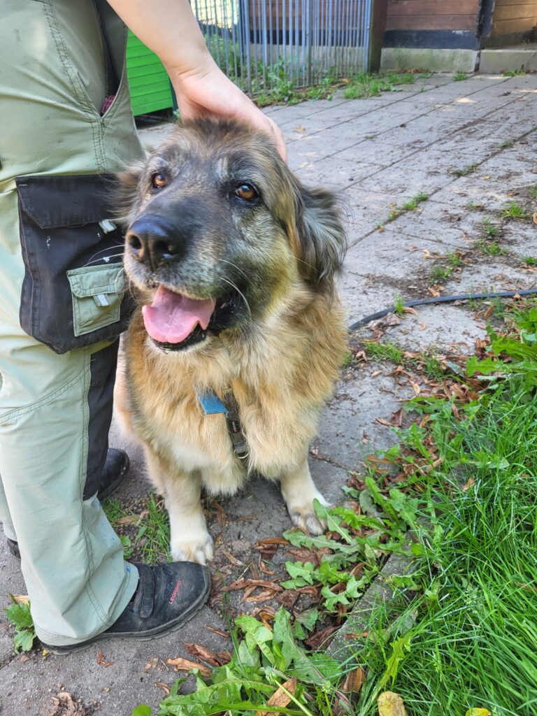 Hund Babuszka Zuhause gesucht Tierheim Hoffnung für Tiere