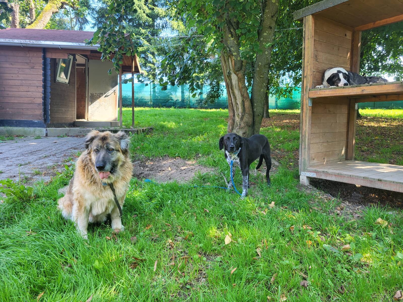 Hund Babuszka, Leonberger-Mischling – TSV Hoffnung für Tiere e. V.