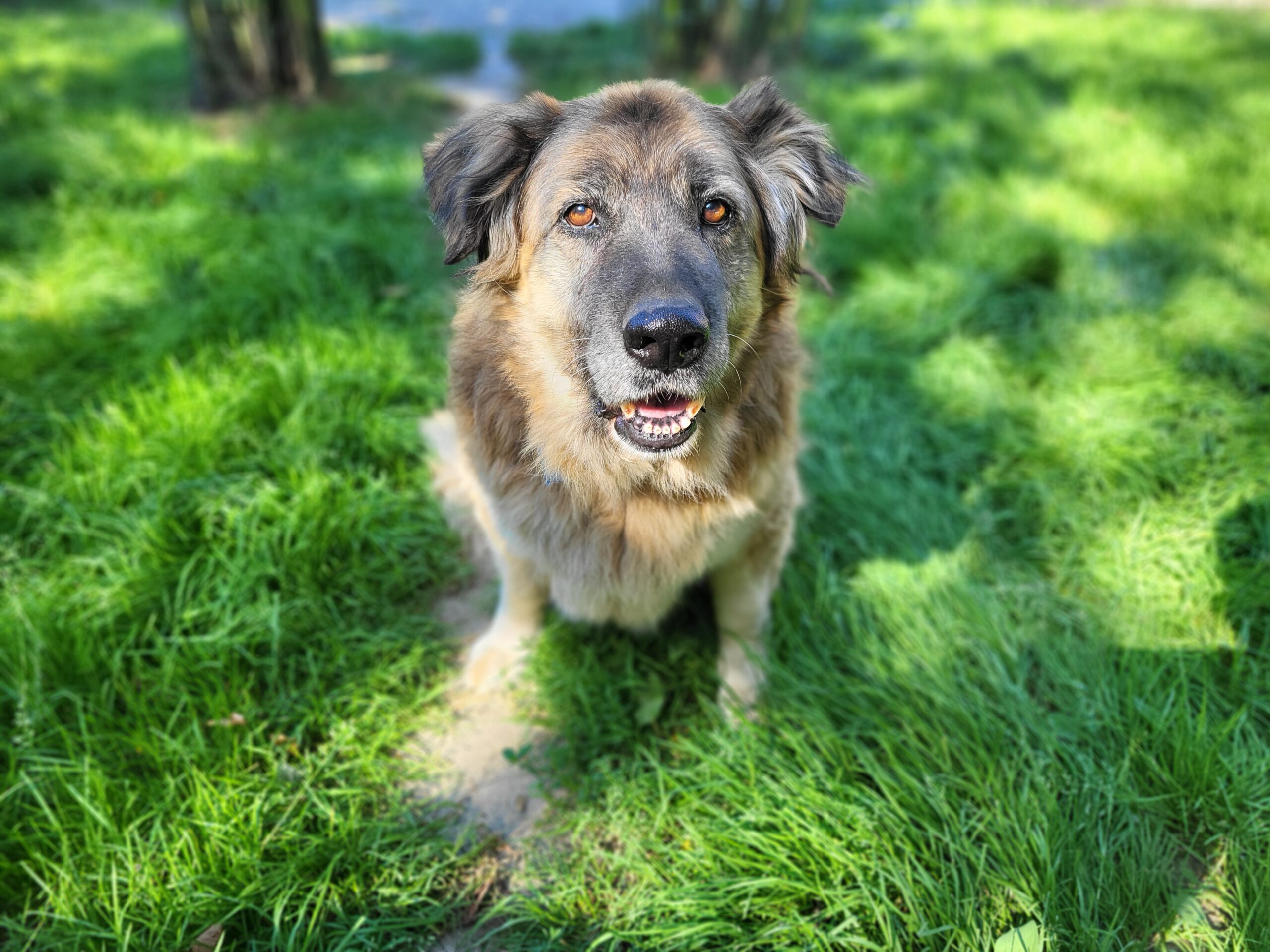 Hund Babuszka Zuhause gesucht Tierheim Tierhoffnung
